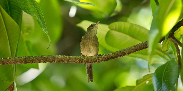 Burung Seychelles warbler hinggap di ranting kecil
