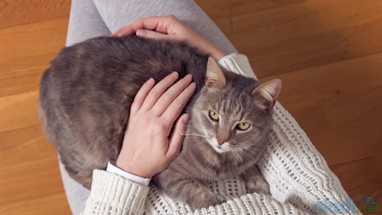 Seekor kucing duduk di pangkuan seseorang