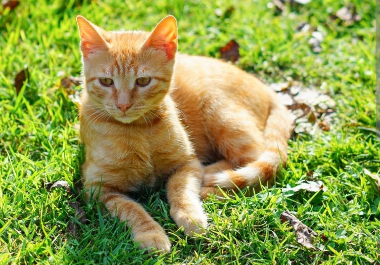 Seekor kucing duduk santai